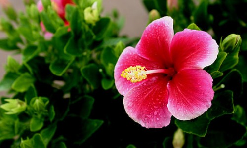 防风白芷泡水喝的功效-防风白芷的功效与作用网 | 防风白芷的功效与作用是什么,防风白芷哪些人不能吃
